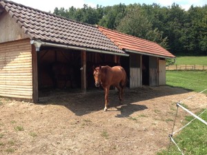 A horse comes out to check me out