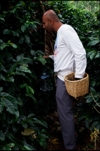 Picking the choicest coffee beans.
