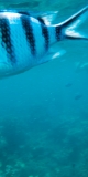 karimunjawa1-13