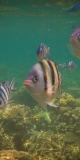 karimunjawa1-16