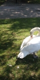 Swan preening on the shore