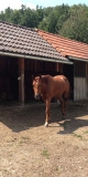 Horse Stables at Marko's cousins' home