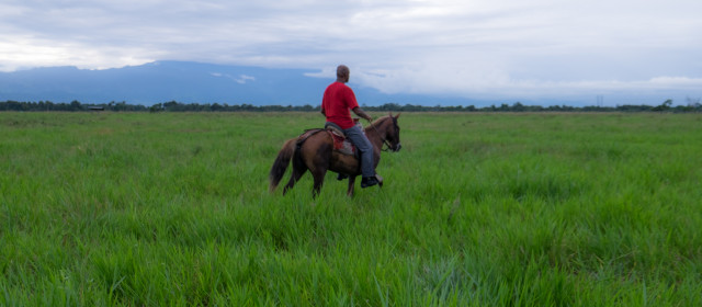 A Love Affair with Horses